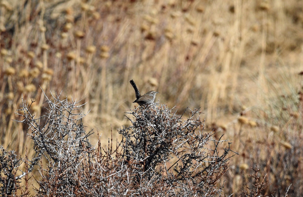 Bewick's Wren - ML627895041