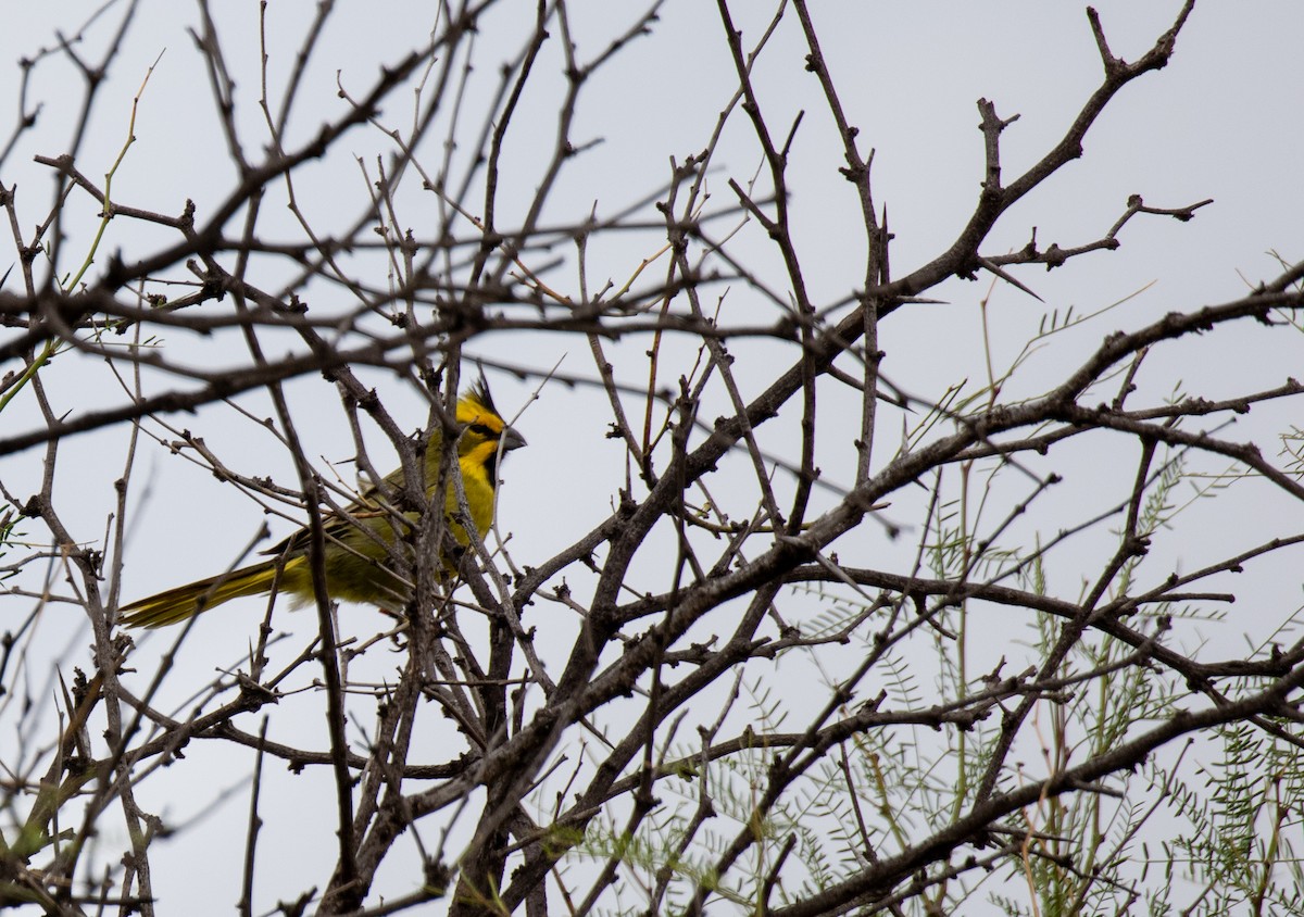 Yellow Cardinal - ML627895198