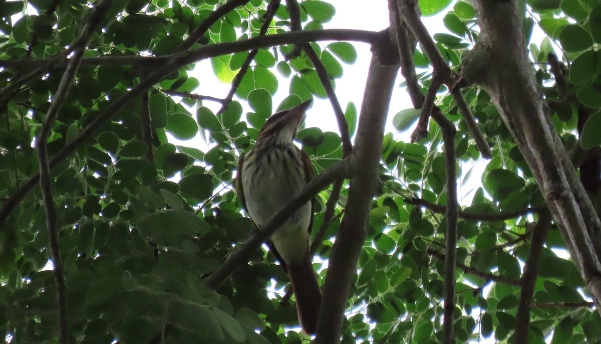 Streaked Flycatcher - ML627895241