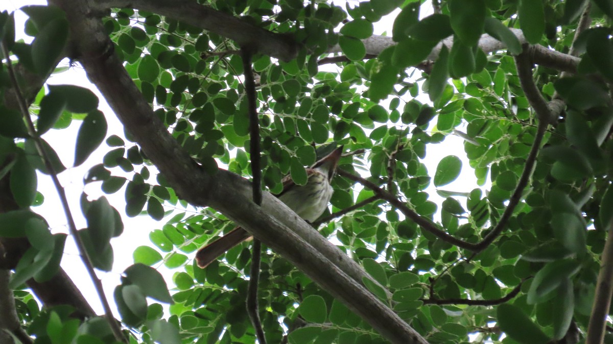 Streaked Flycatcher - ML627895242