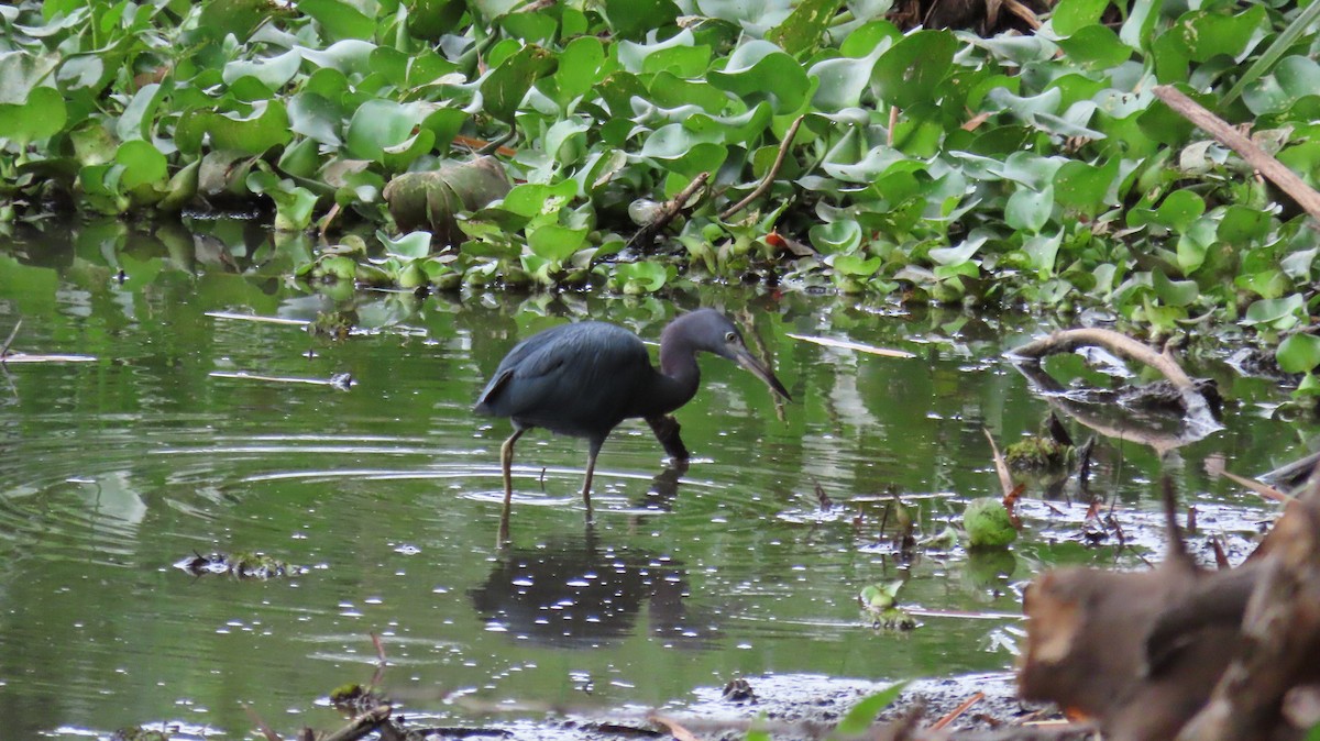 Little Blue Heron - ML627895254