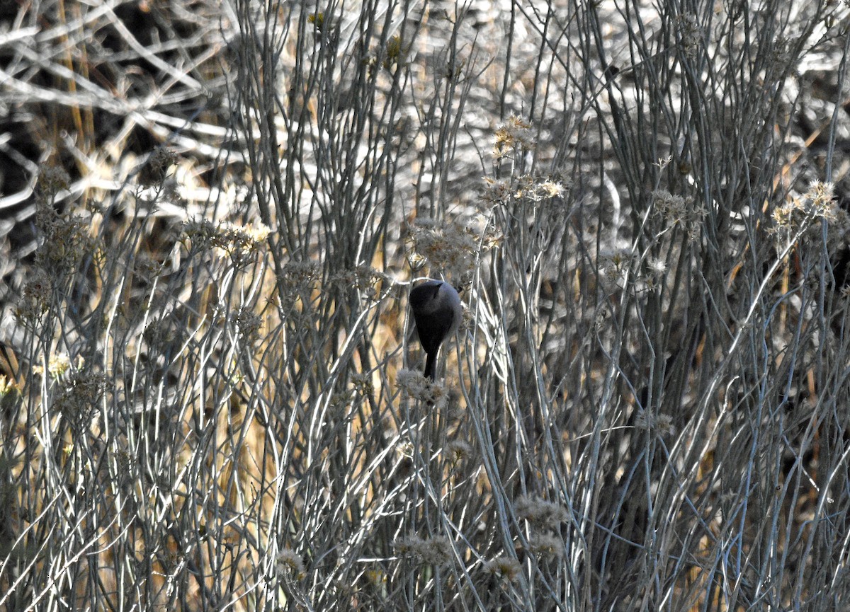 Bushtit - ML627895258