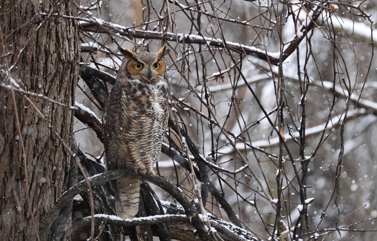 Great Horned Owl - ML627895319
