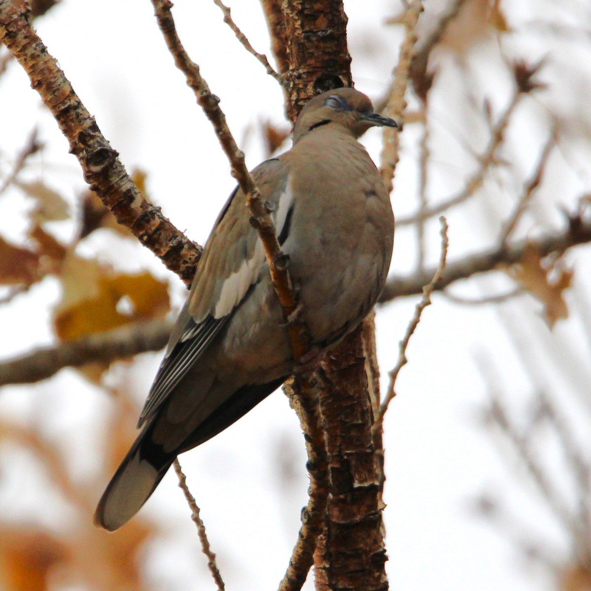 White-winged Dove - ML627895335