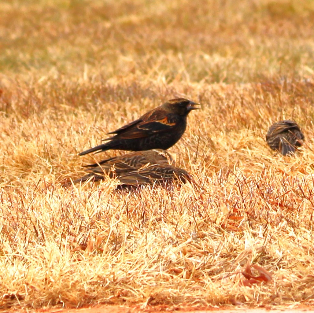 Red-winged Blackbird - ML627895344