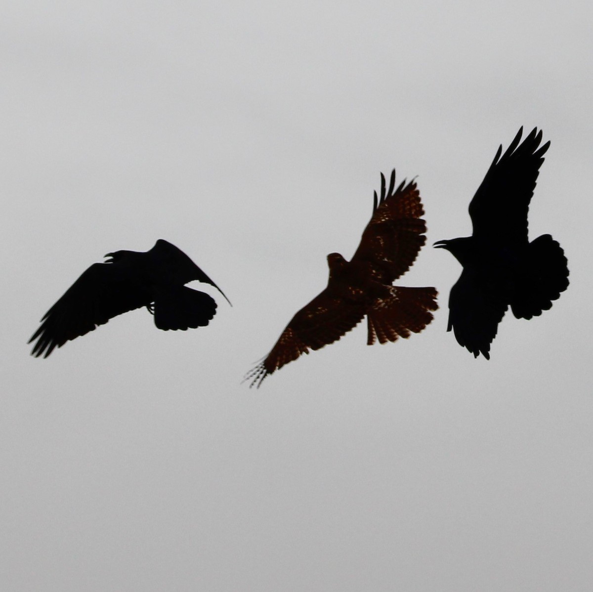 Red-tailed Hawk - ML627895355