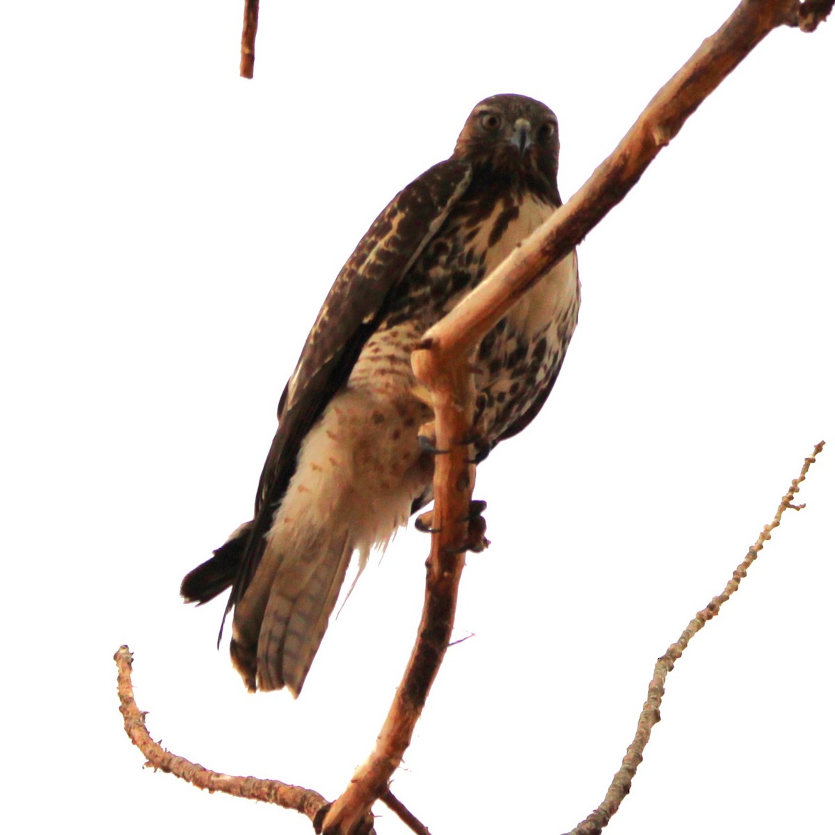 Red-tailed Hawk - ML627895359