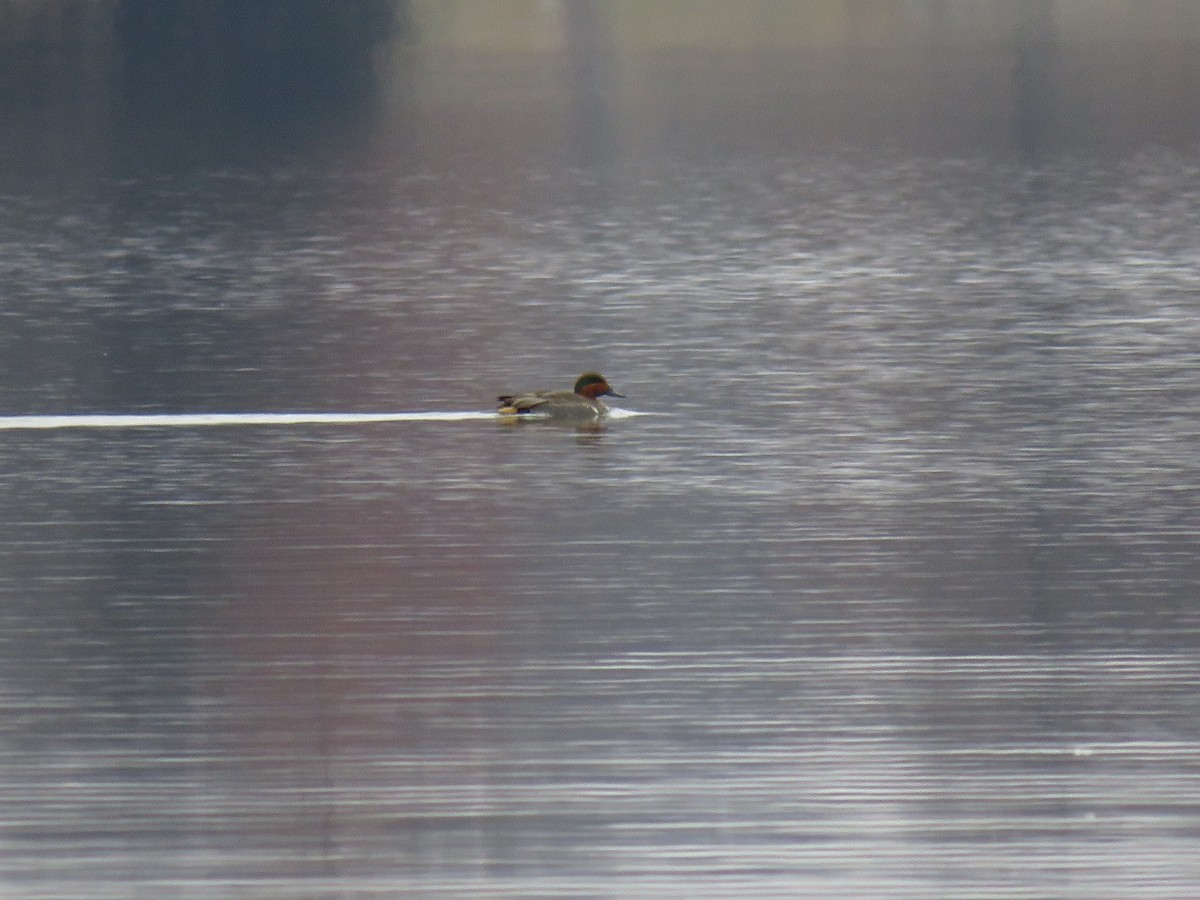 Green-winged Teal - ML627895368