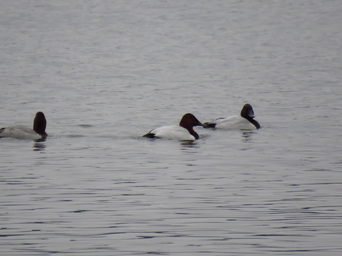 Canvasback - ML627895373