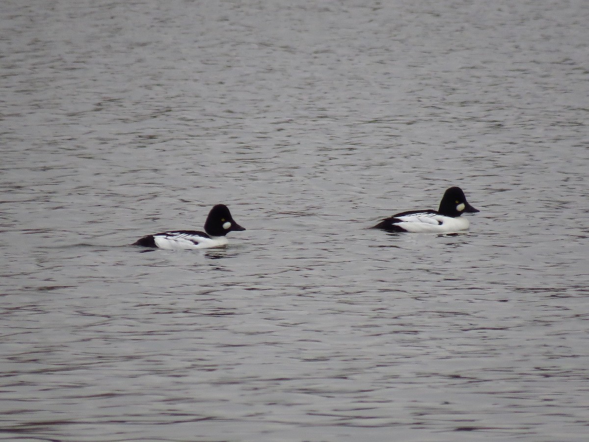 Common Goldeneye - ML627895379