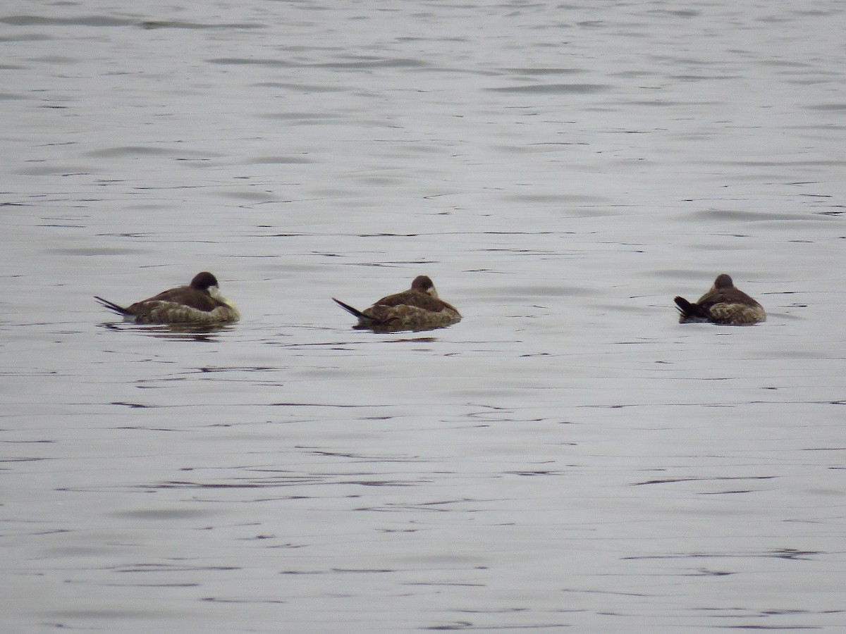 Ruddy Duck - ML627895382