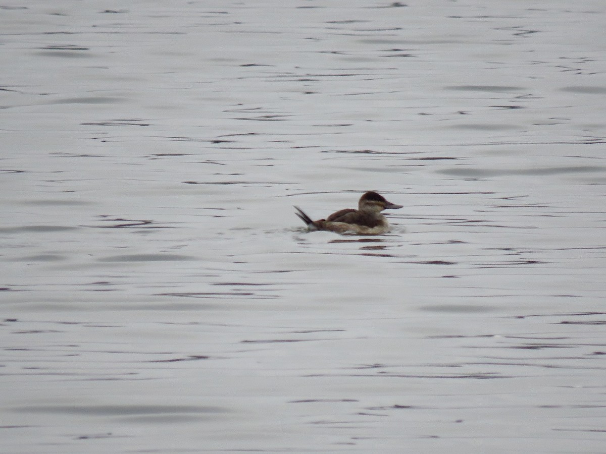 Ruddy Duck - ML627895383