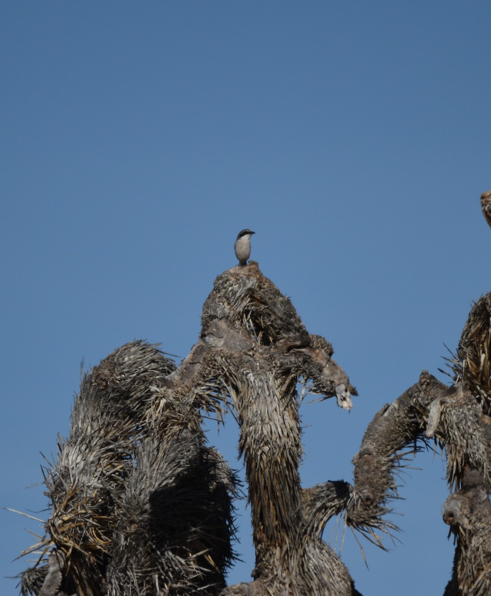 Loggerhead Shrike - ML627895384