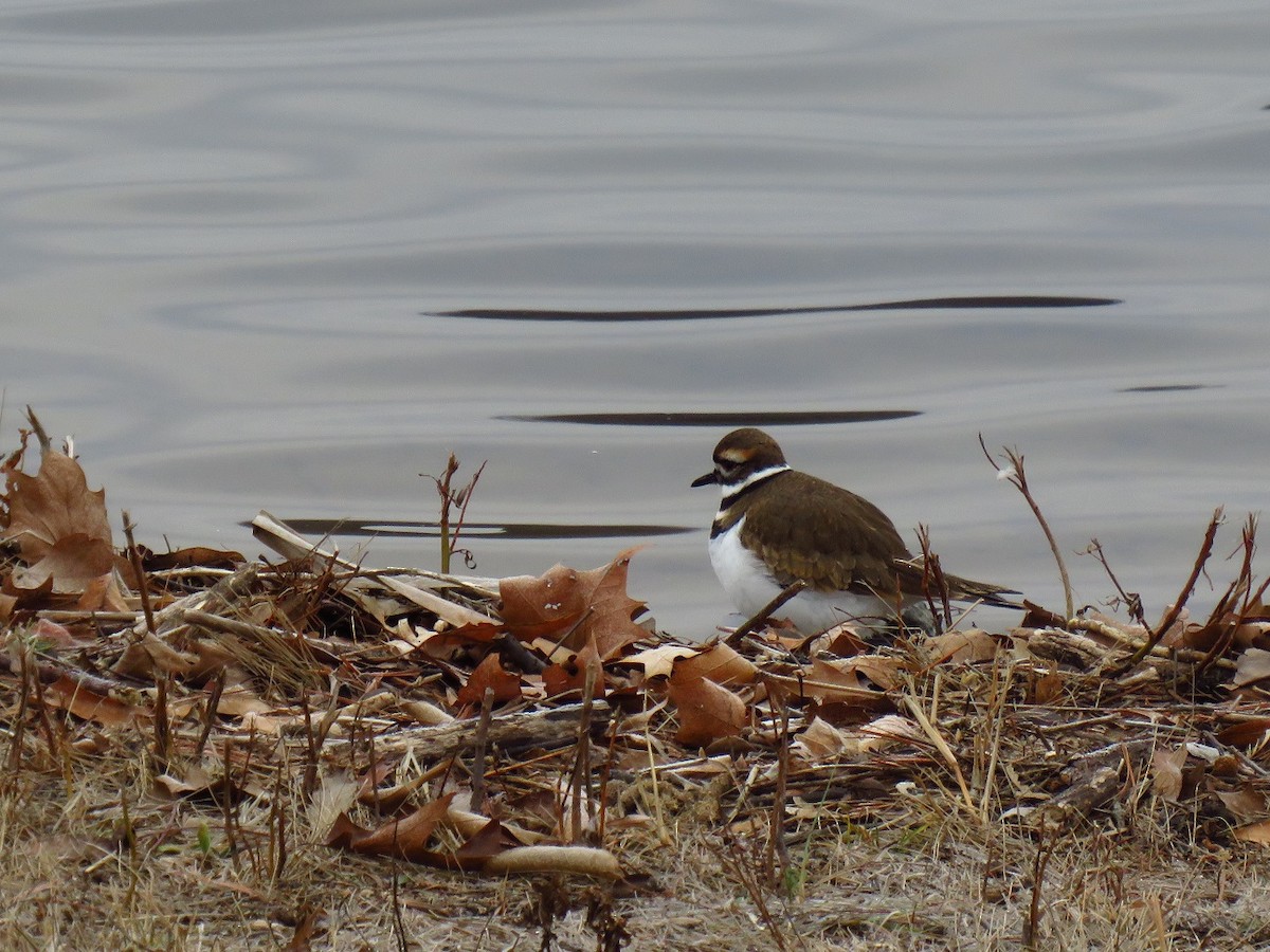 Killdeer - ML627895395