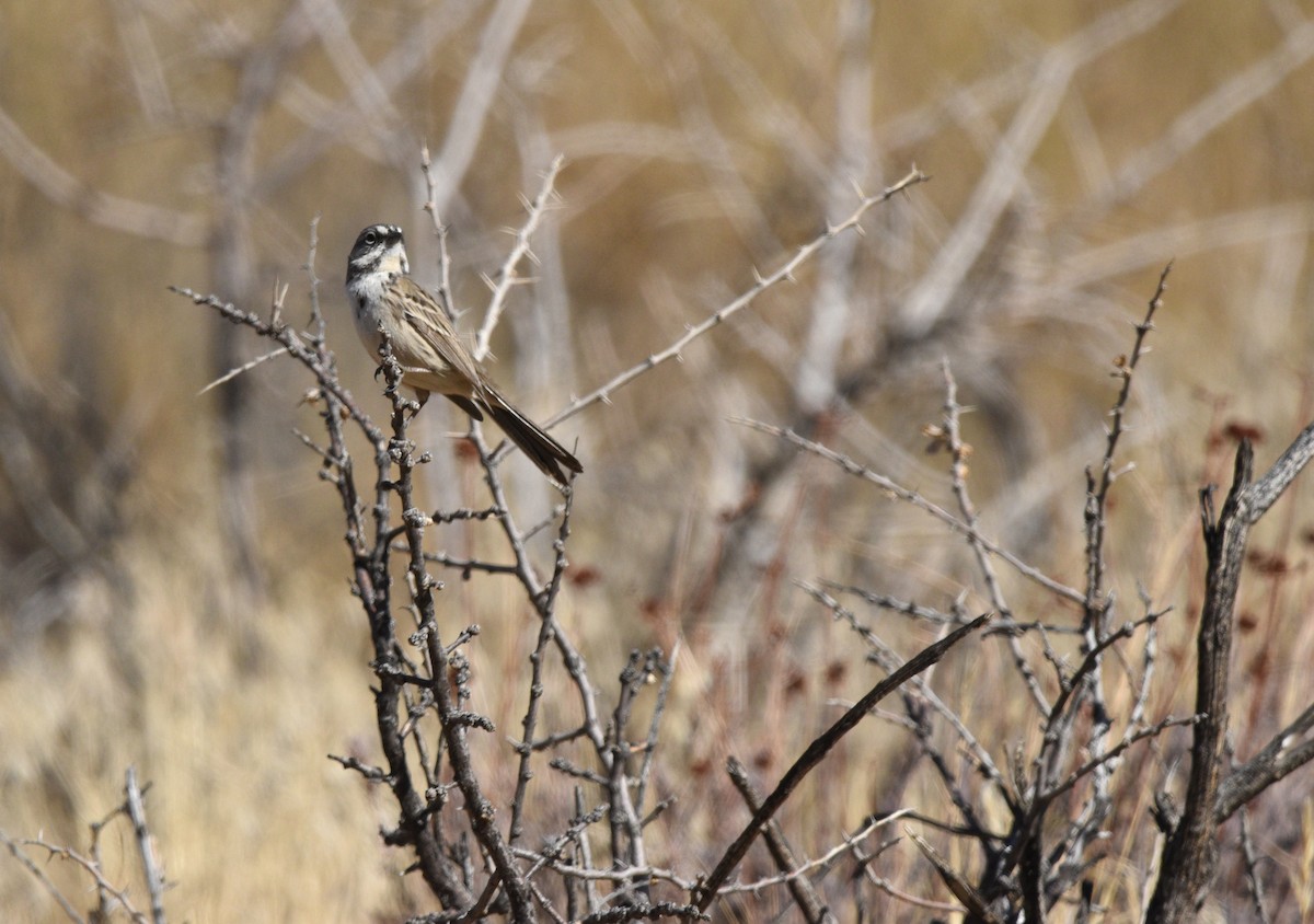 Bell's Sparrow - ML627895474