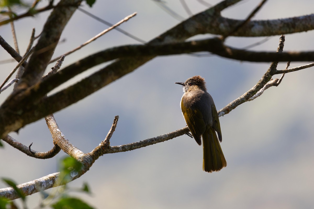 Mountain Bulbul - ML627895576