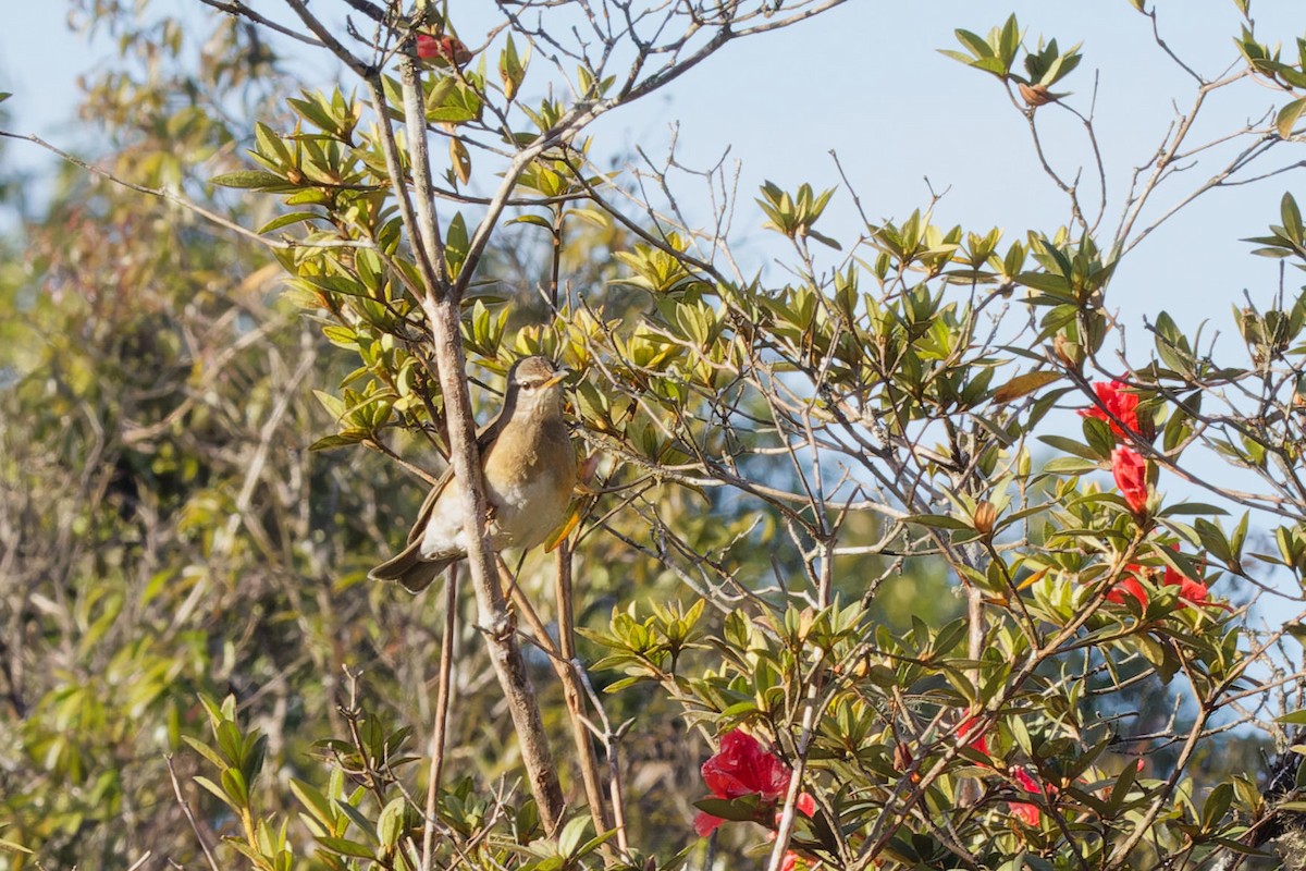 Eyebrowed Thrush - ML627895593