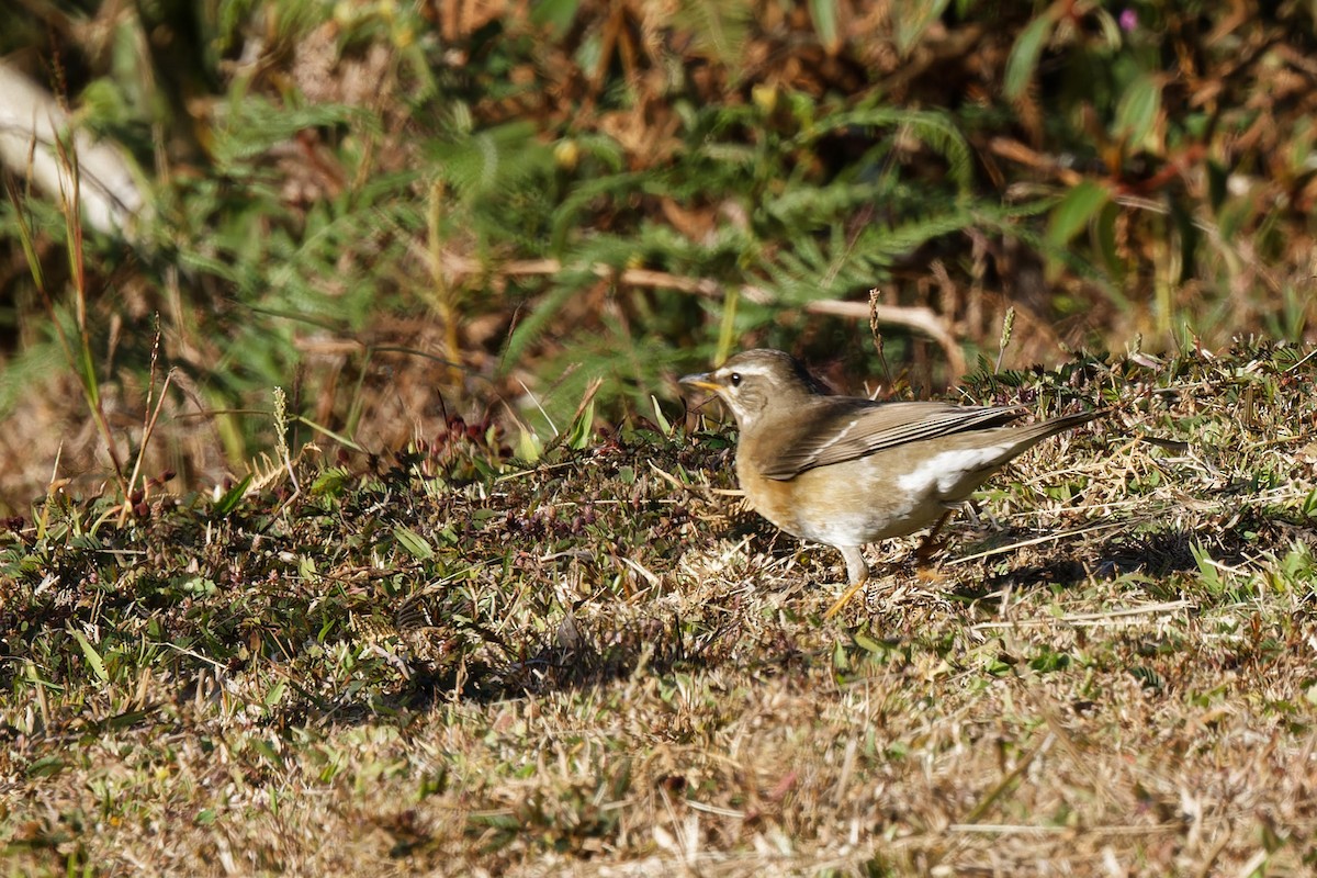 Eyebrowed Thrush - ML627895594