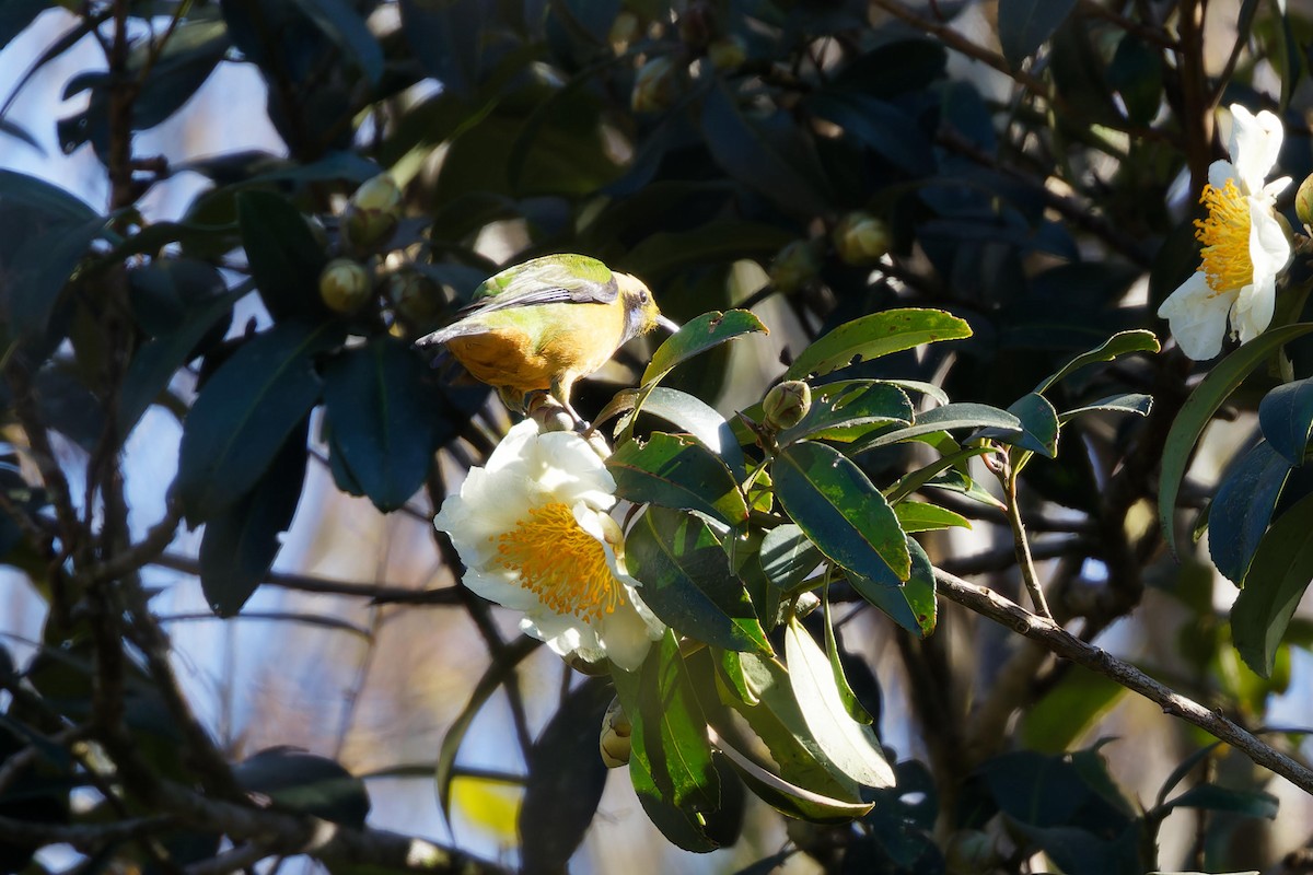 Orange-bellied Leafbird - ML627895604