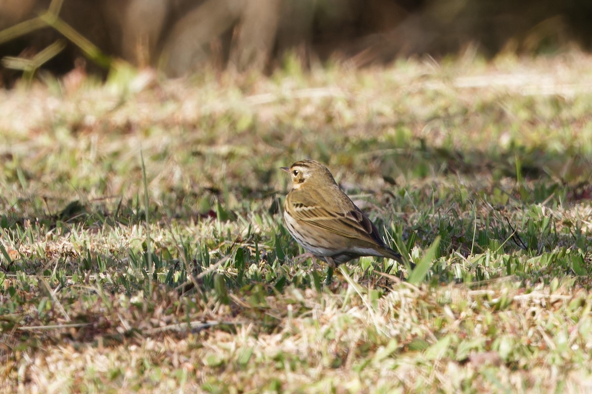 Olive-backed Pipit - ML627895611