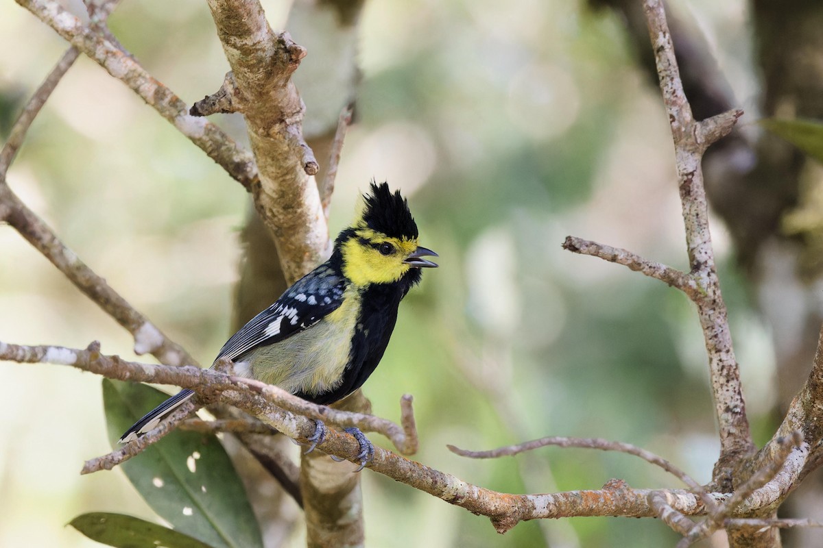 Yellow-cheeked Tit - ML627895634