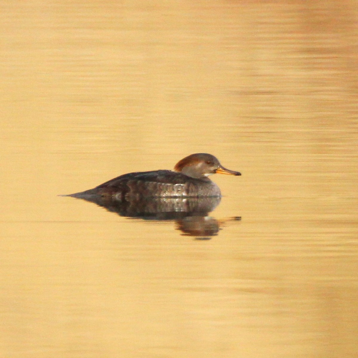 Hooded Merganser - ML627895664