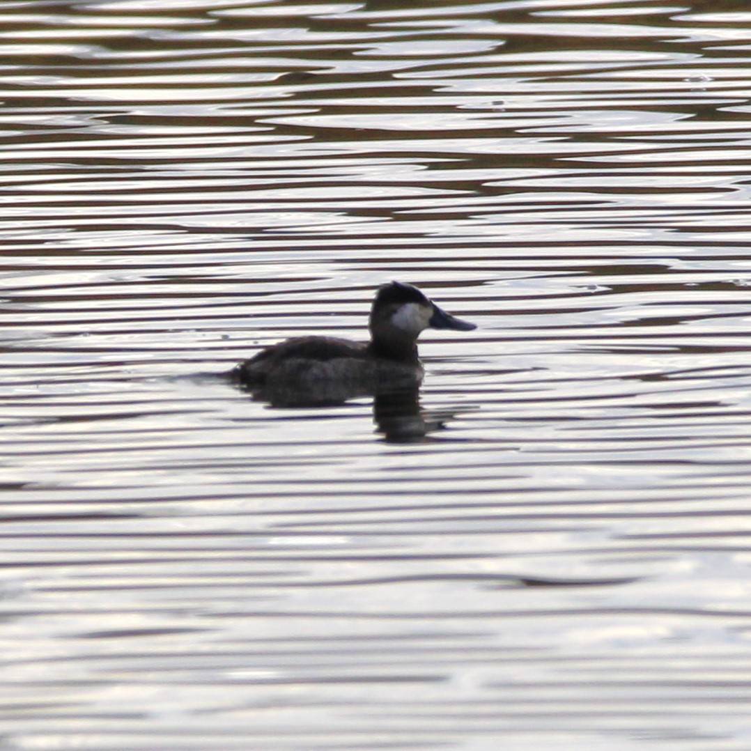 Ruddy Duck - ML627895665