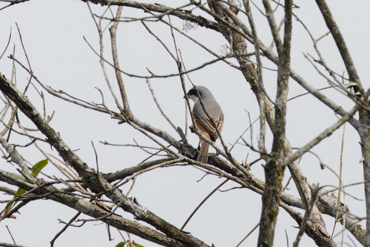 Gray-backed Shrike - ML627895689