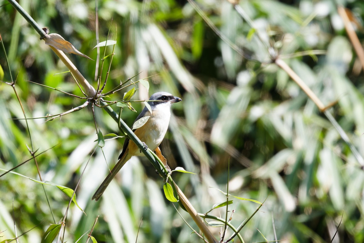 Gray-backed Shrike - ML627895710