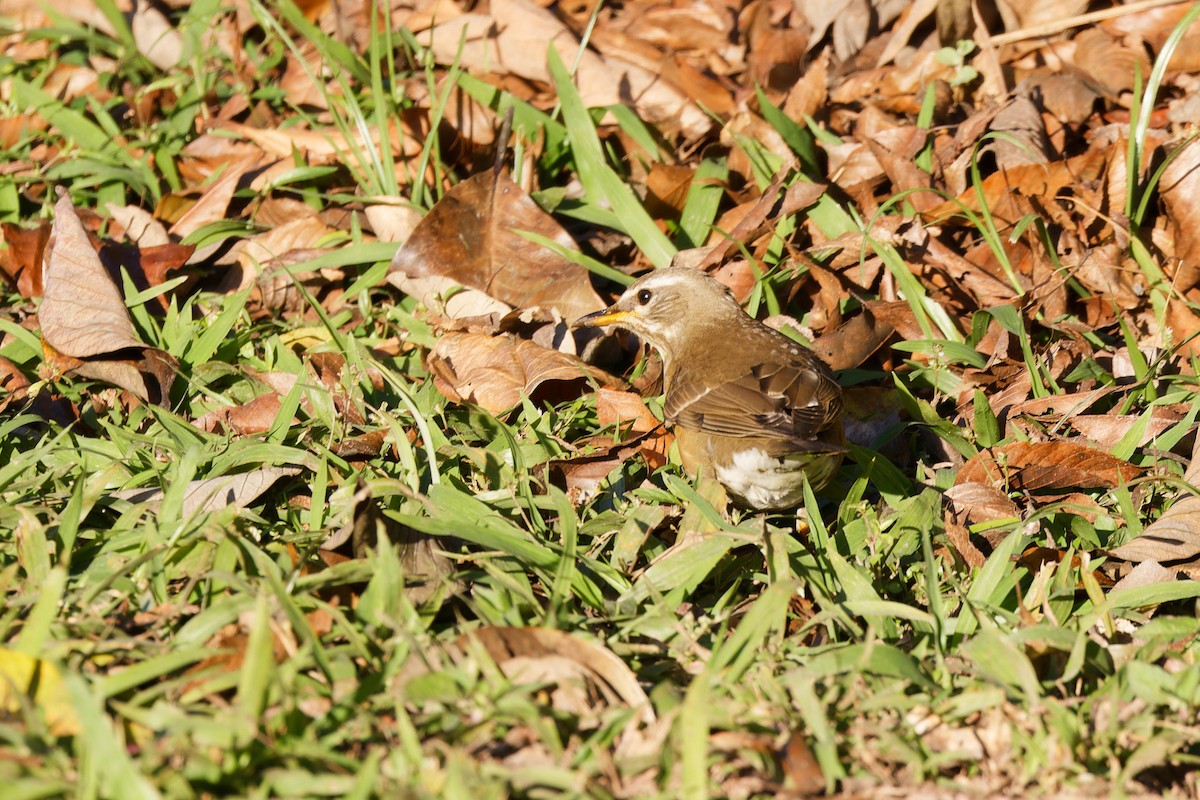 Eyebrowed Thrush - ML627895712