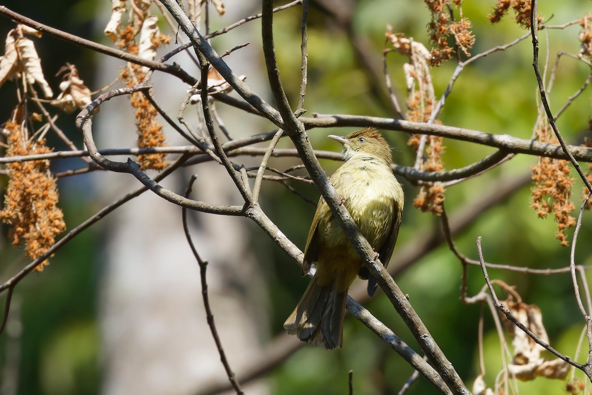 Gray-eyed Bulbul - ML627895724