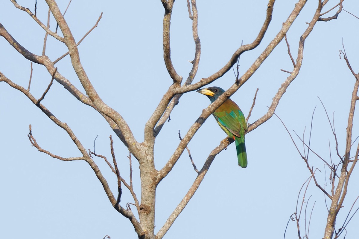 Great Barbet - ML627895731