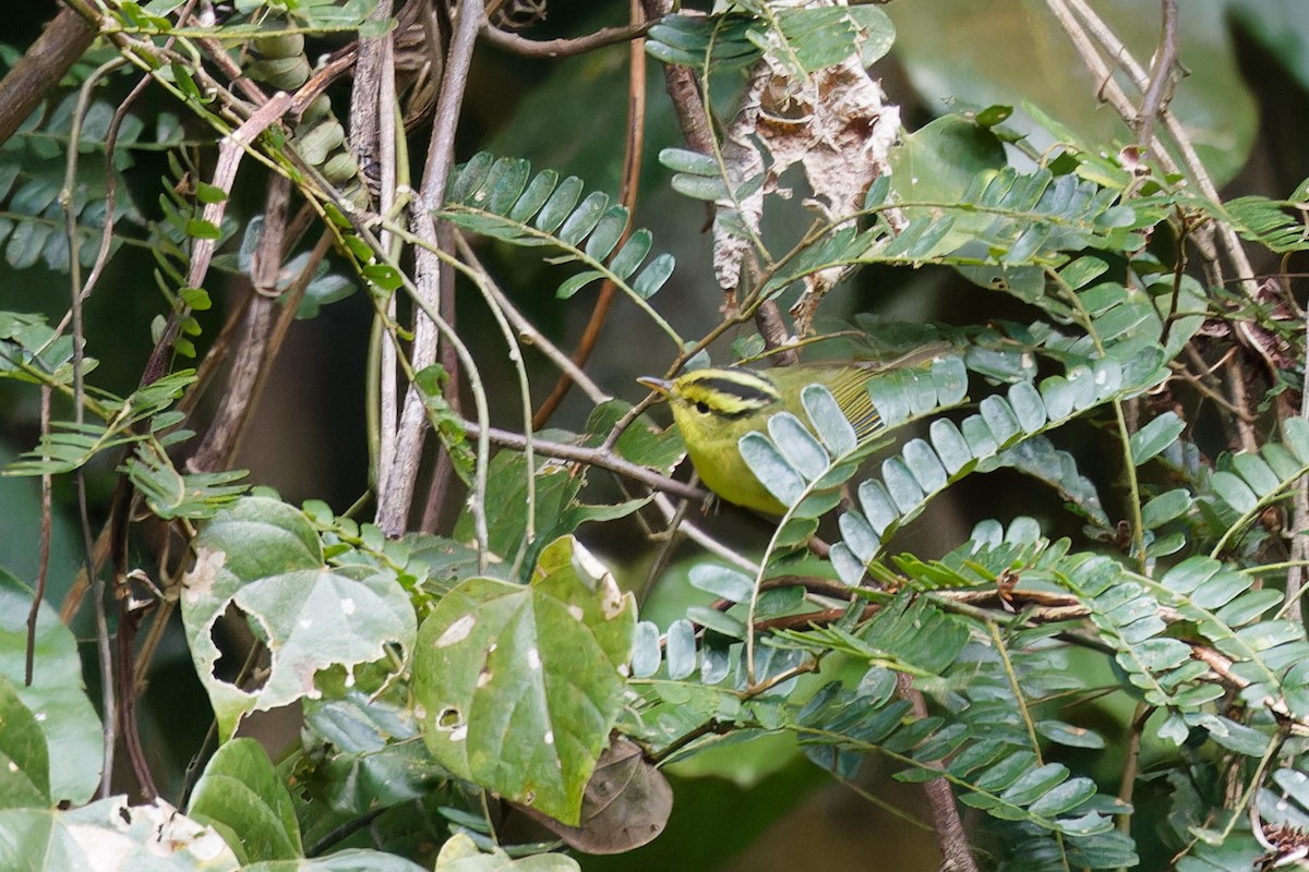 Sulphur-breasted Warbler - ML627895739