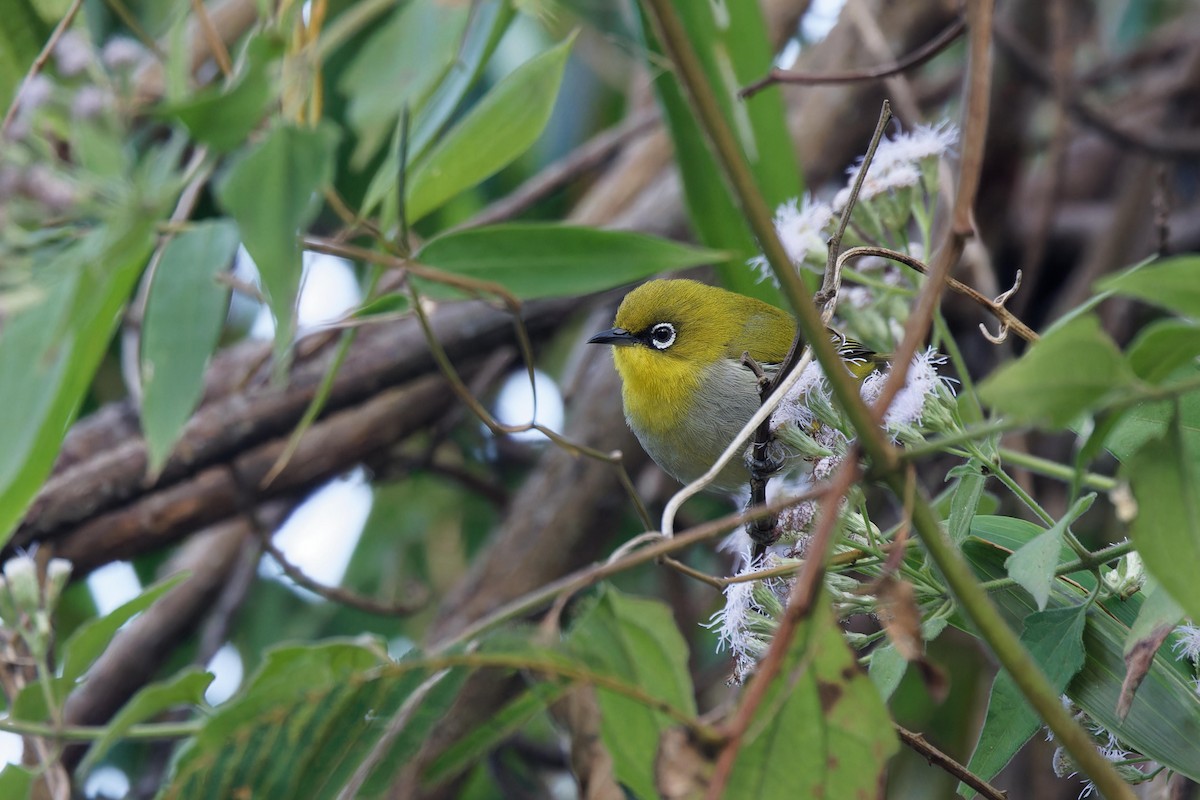 Swinhoe's White-eye - ML627895744