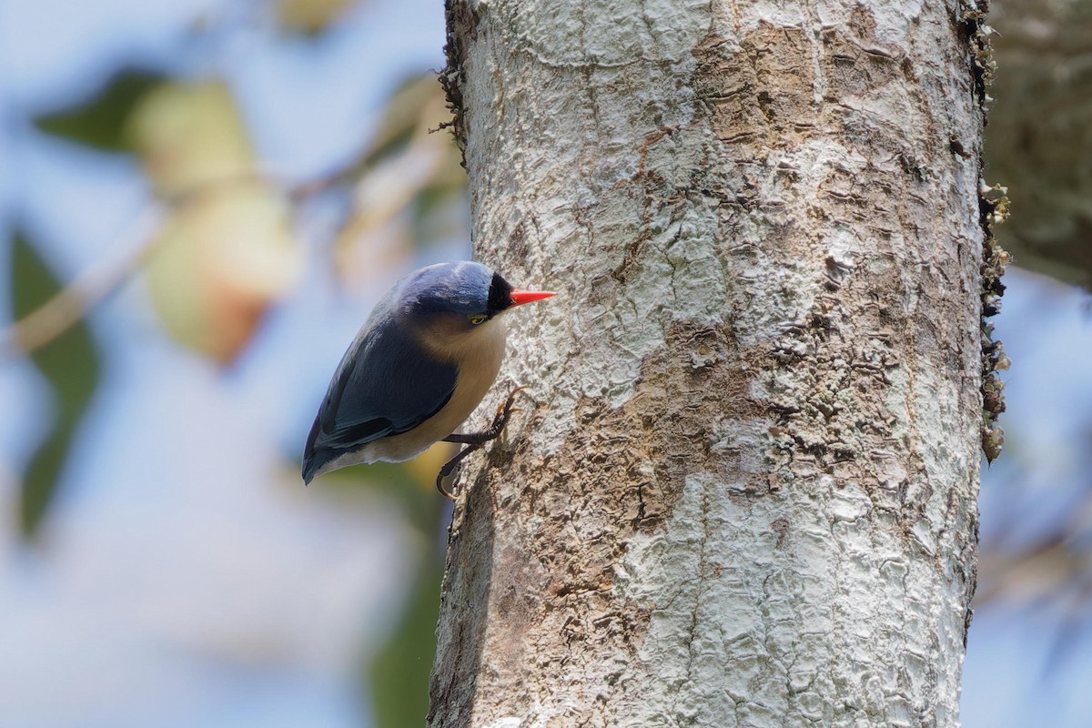 Velvet-fronted Nuthatch - ML627895746