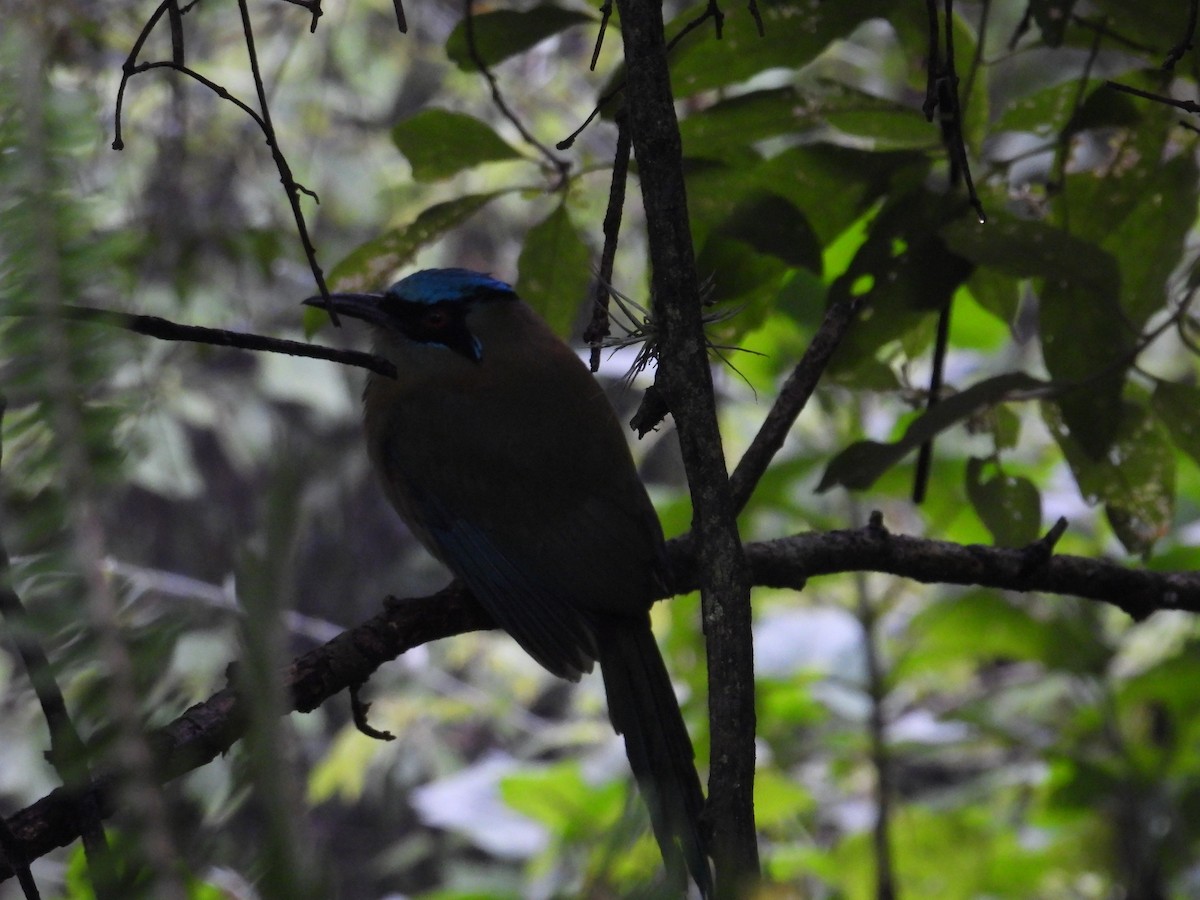 Blue-capped Motmot - ML627895758