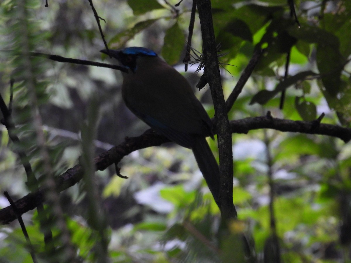 Blue-capped Motmot - ML627895759