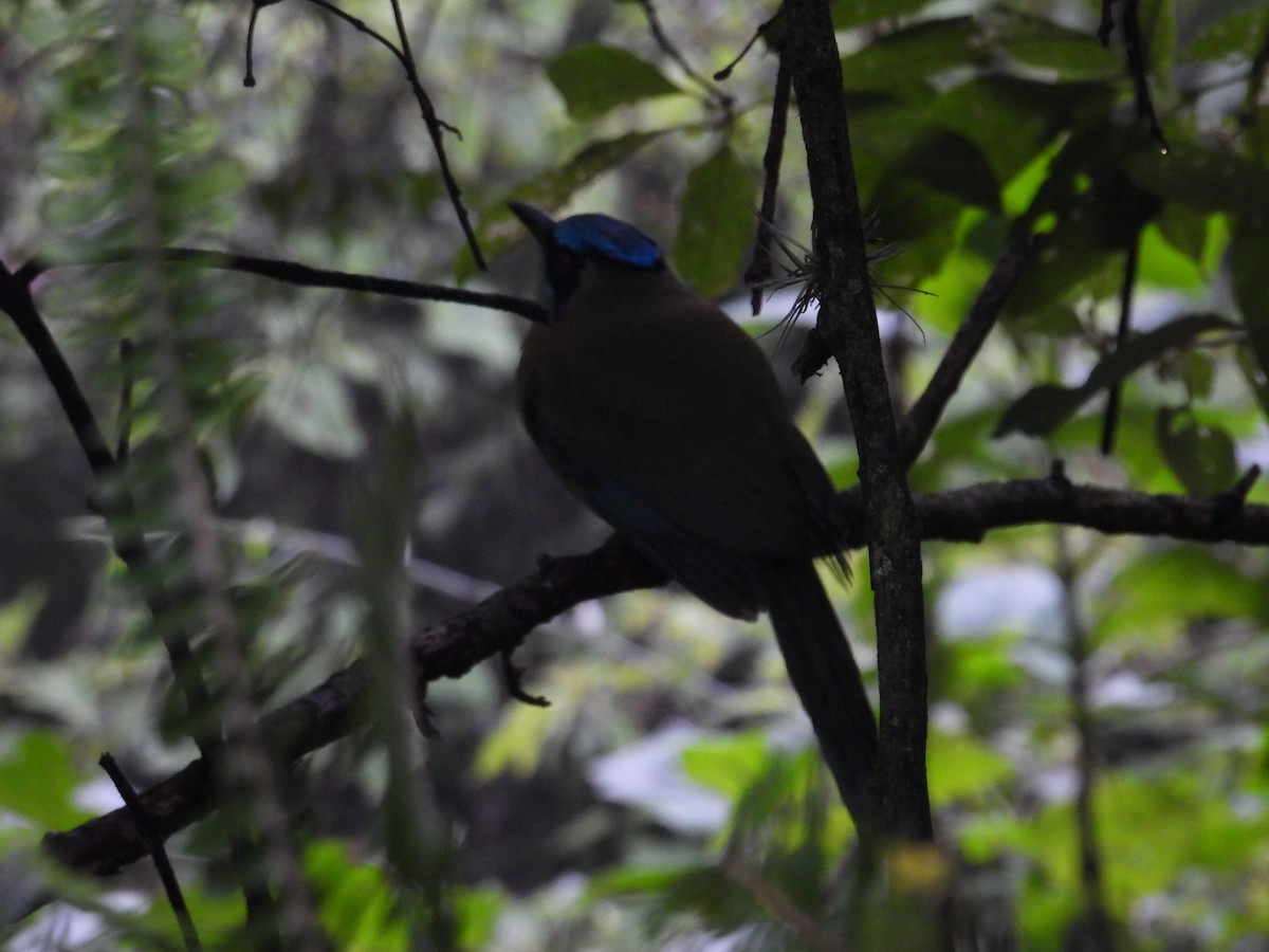 Blue-capped Motmot - ML627895760