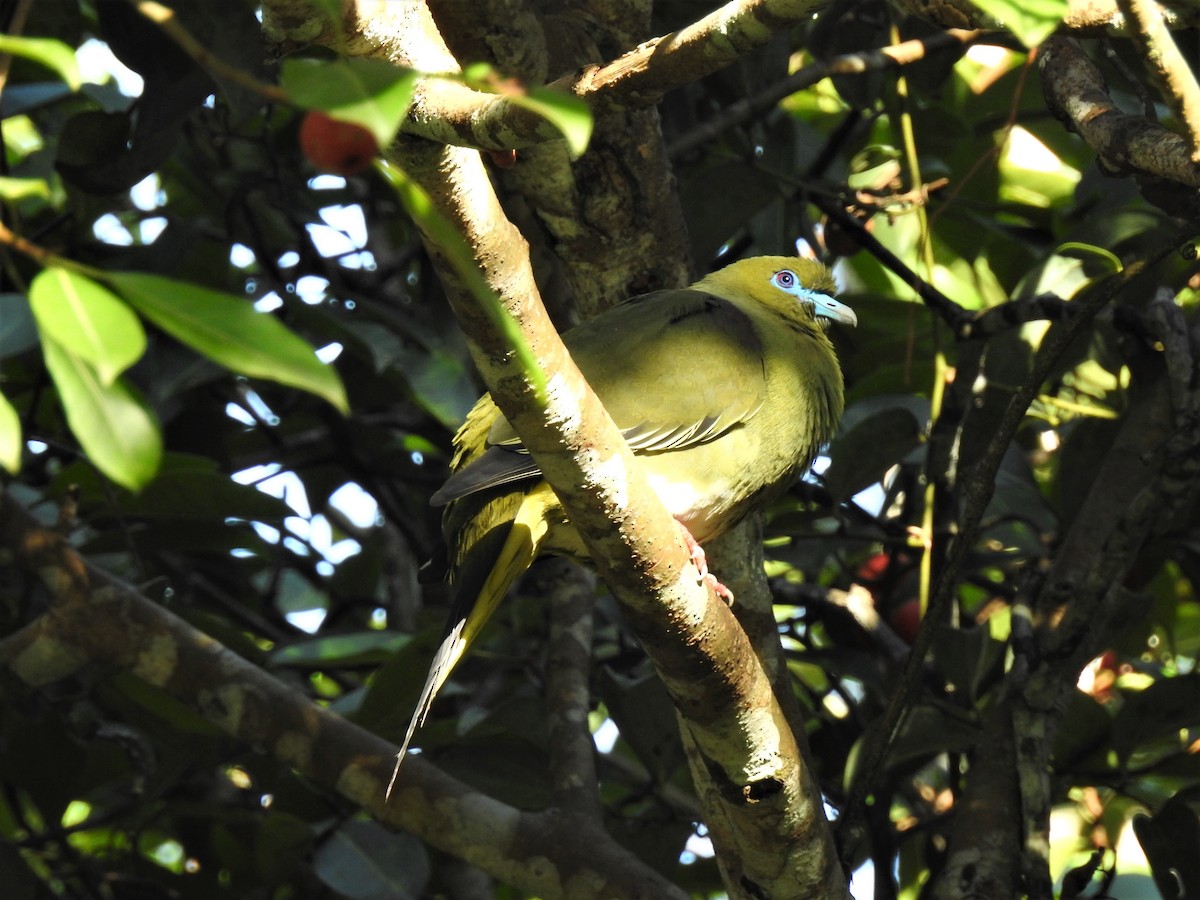 Yellow-vented Green-Pigeon - Tuck Hong Tang