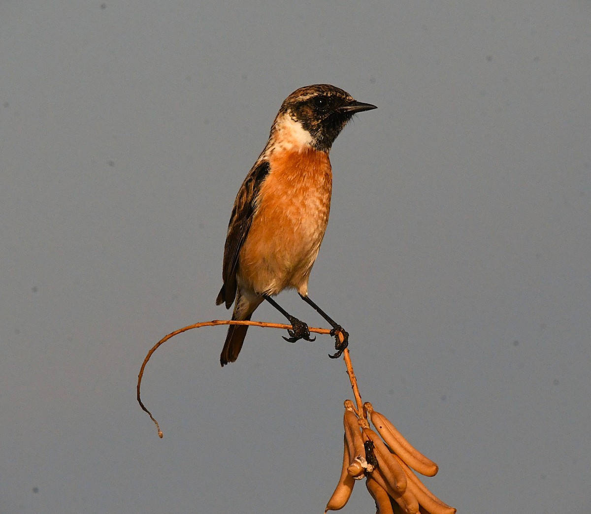 Siberian Stonechat - ML627896278