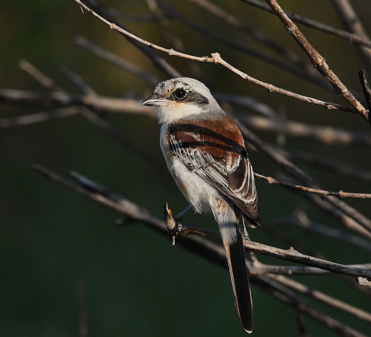 Bay-backed Shrike - ML627896285