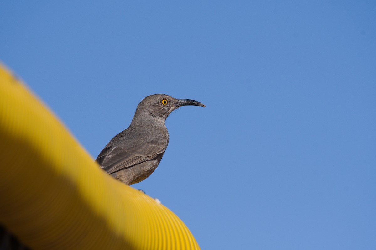 Curve-billed Thrasher - ML627896390