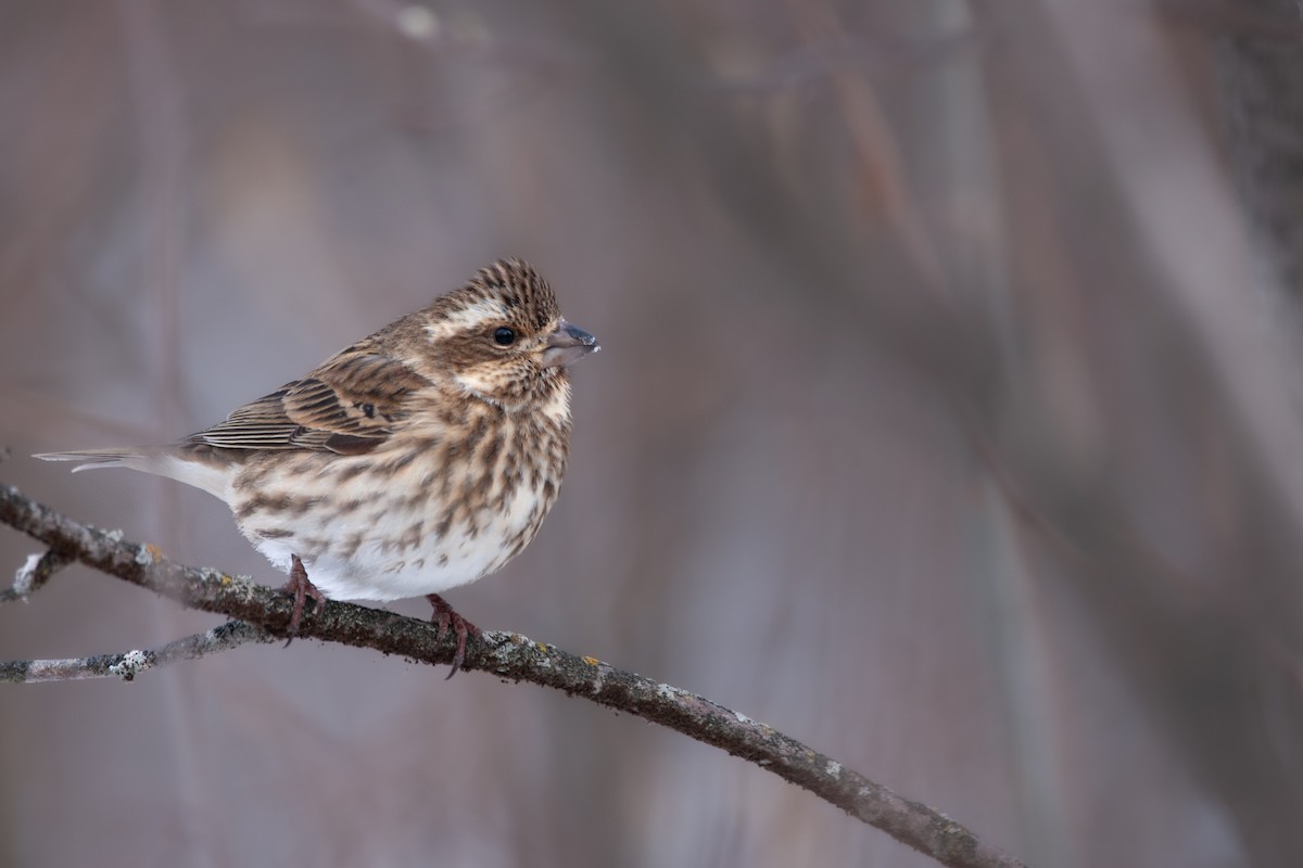 Purple Finch (Eastern) - ML627896640