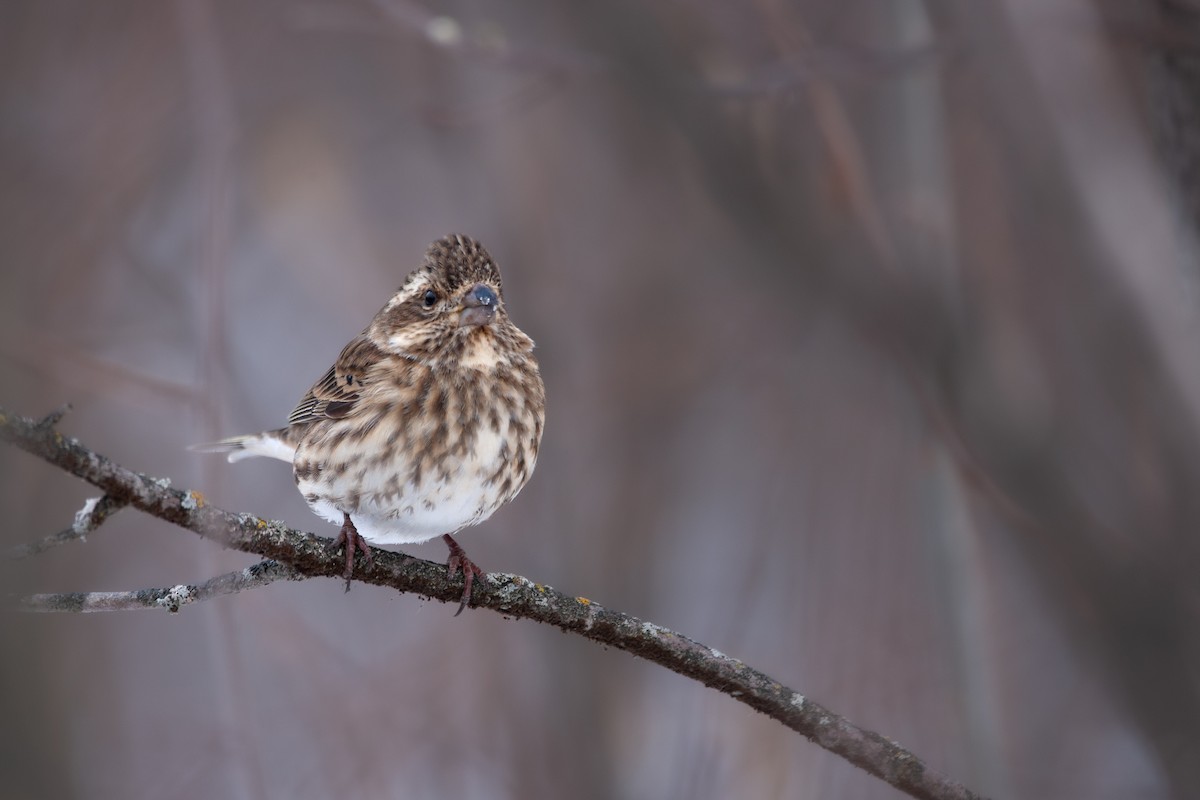Purple Finch (Eastern) - ML627896641