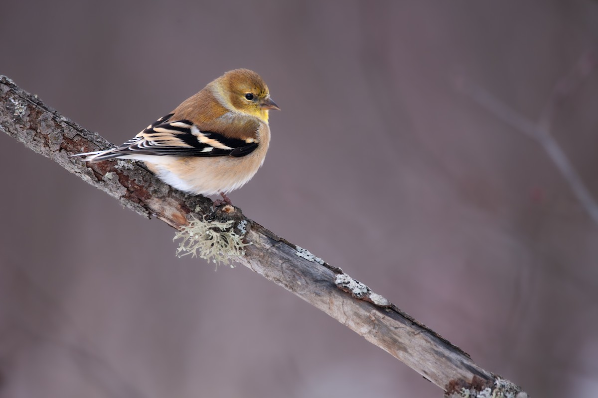 American Goldfinch - ML627896716