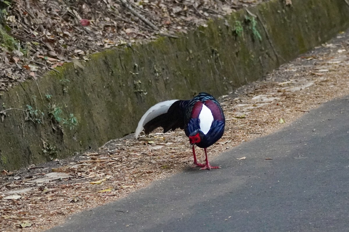 Swinhoe's Pheasant - ML627896741
