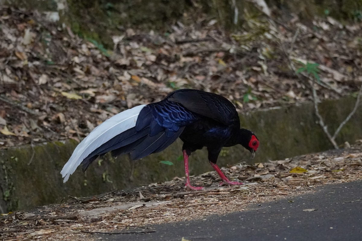 Swinhoe's Pheasant - ML627896742