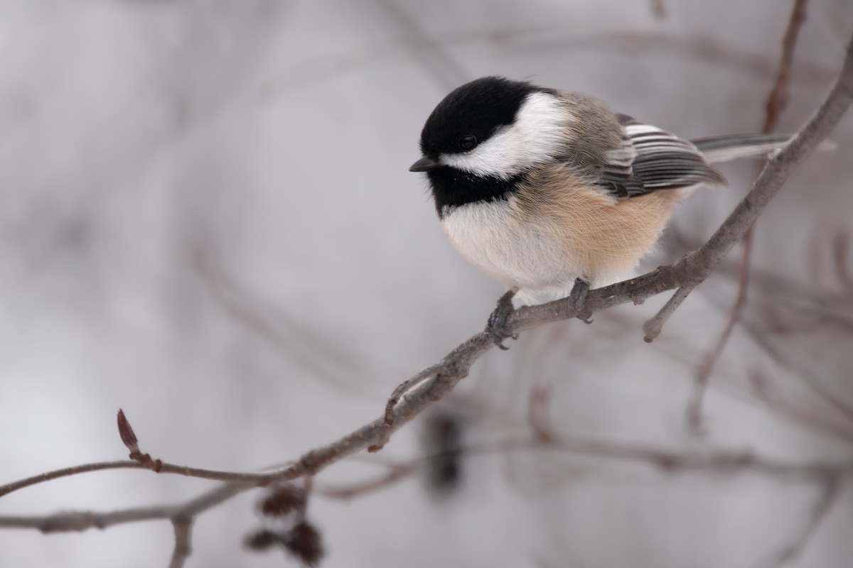 Black-capped Chickadee - ML627896786