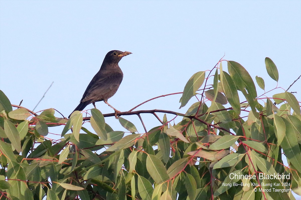 Chinese Blackbird - ML627896789