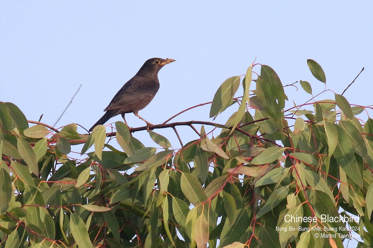 Chinese Blackbird - ML627896790